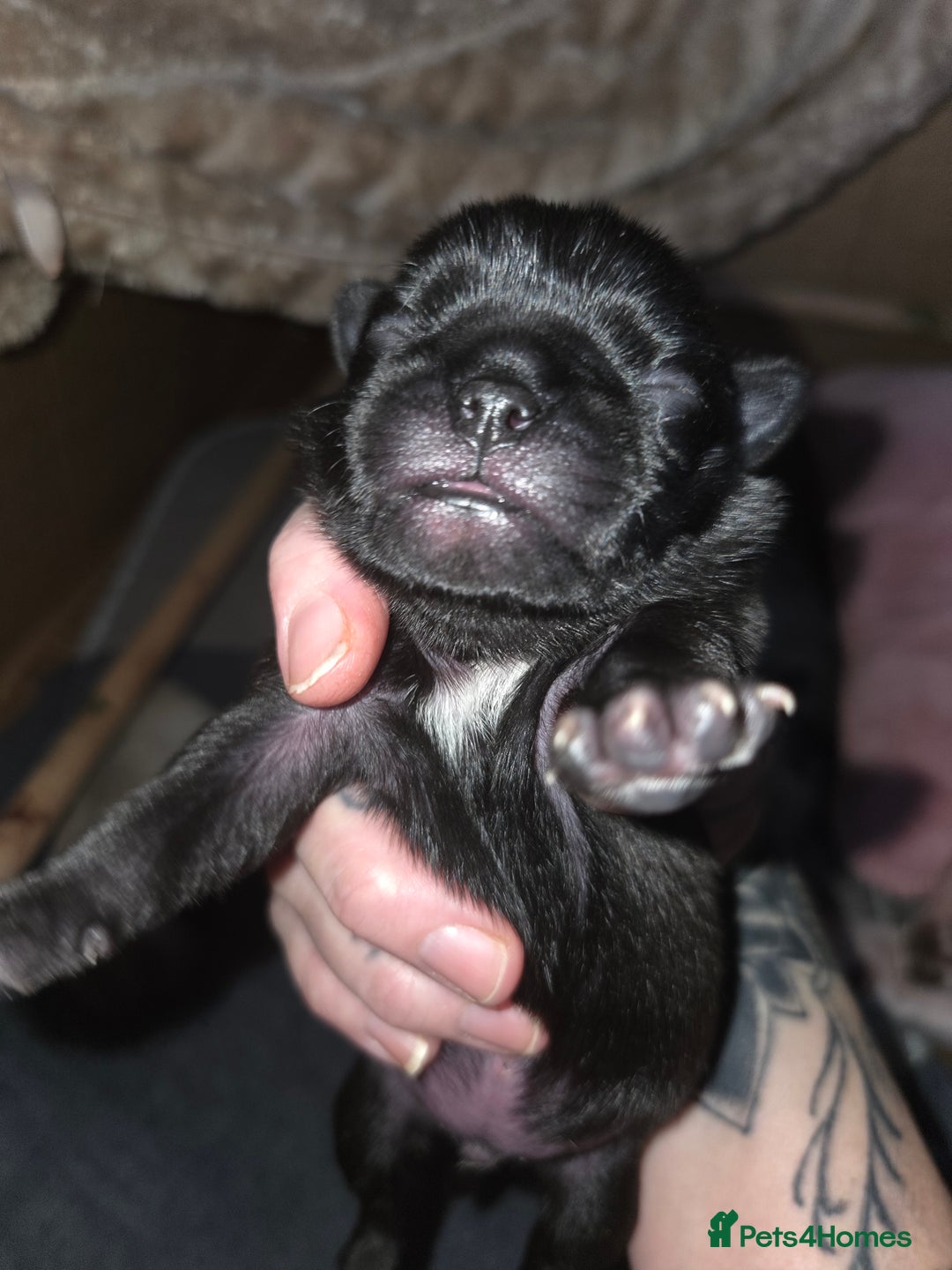 Pug dogs for sale: Stunning rare silver platinum panda purebreed pugs - Advert 8