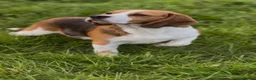 Beagle dogs for sale: CRACKER THE BEAUTIFUL BEAGLE  - Advert 1