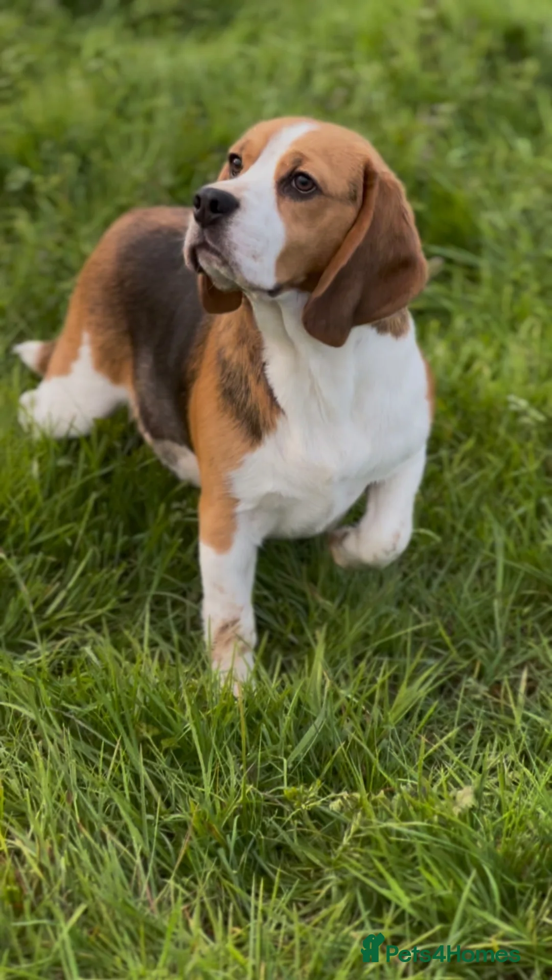 Beagle dogs for sale: CRACKER THE BEAUTIFUL BEAGLE  - Advert 1