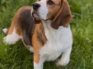 Beagle dogs CRACKER THE BEAUTIFUL BEAGLE - Advert 10