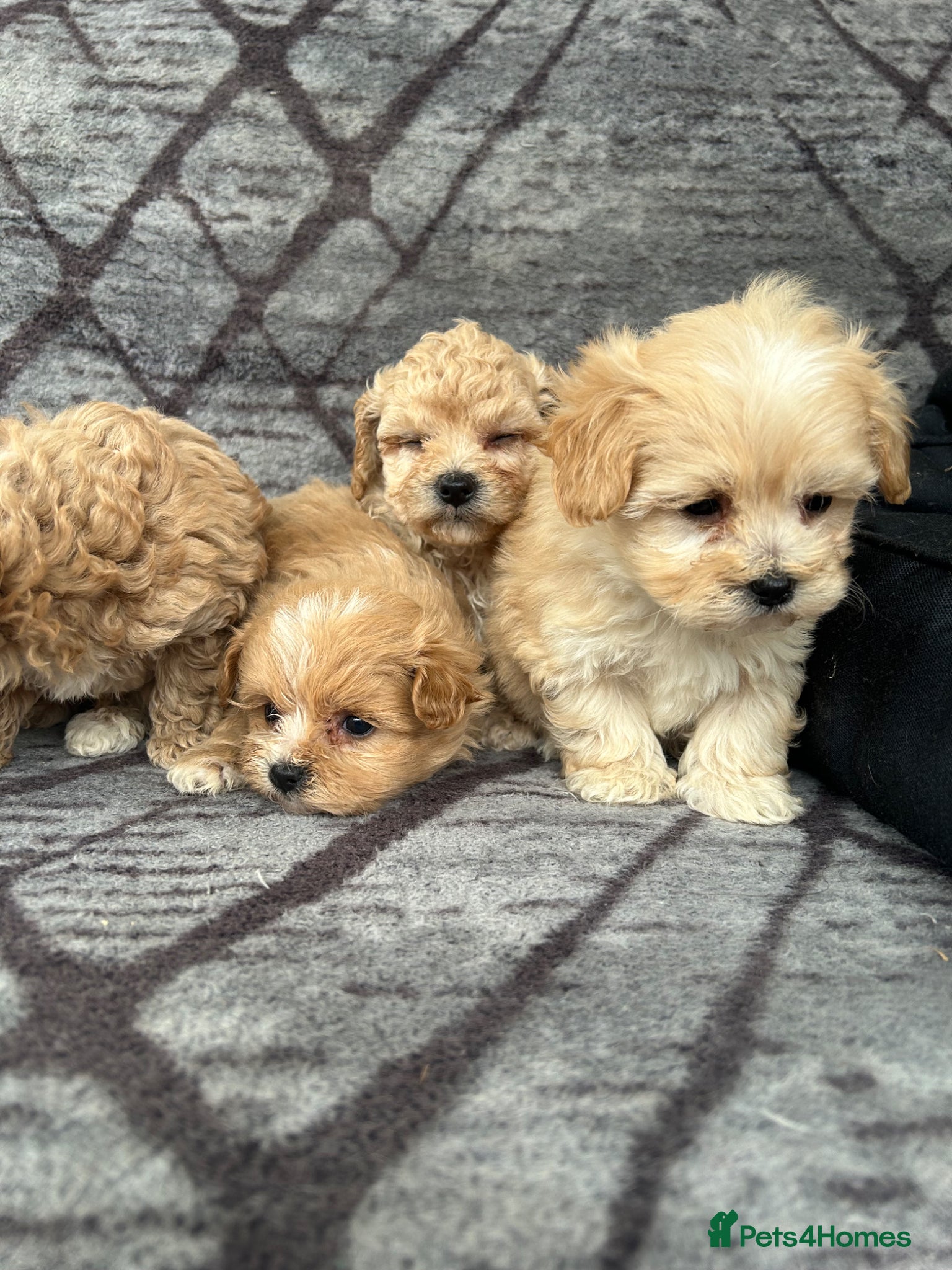 Maltipoo dogs Toy maltipoo Ready to leave soon - Advert 1