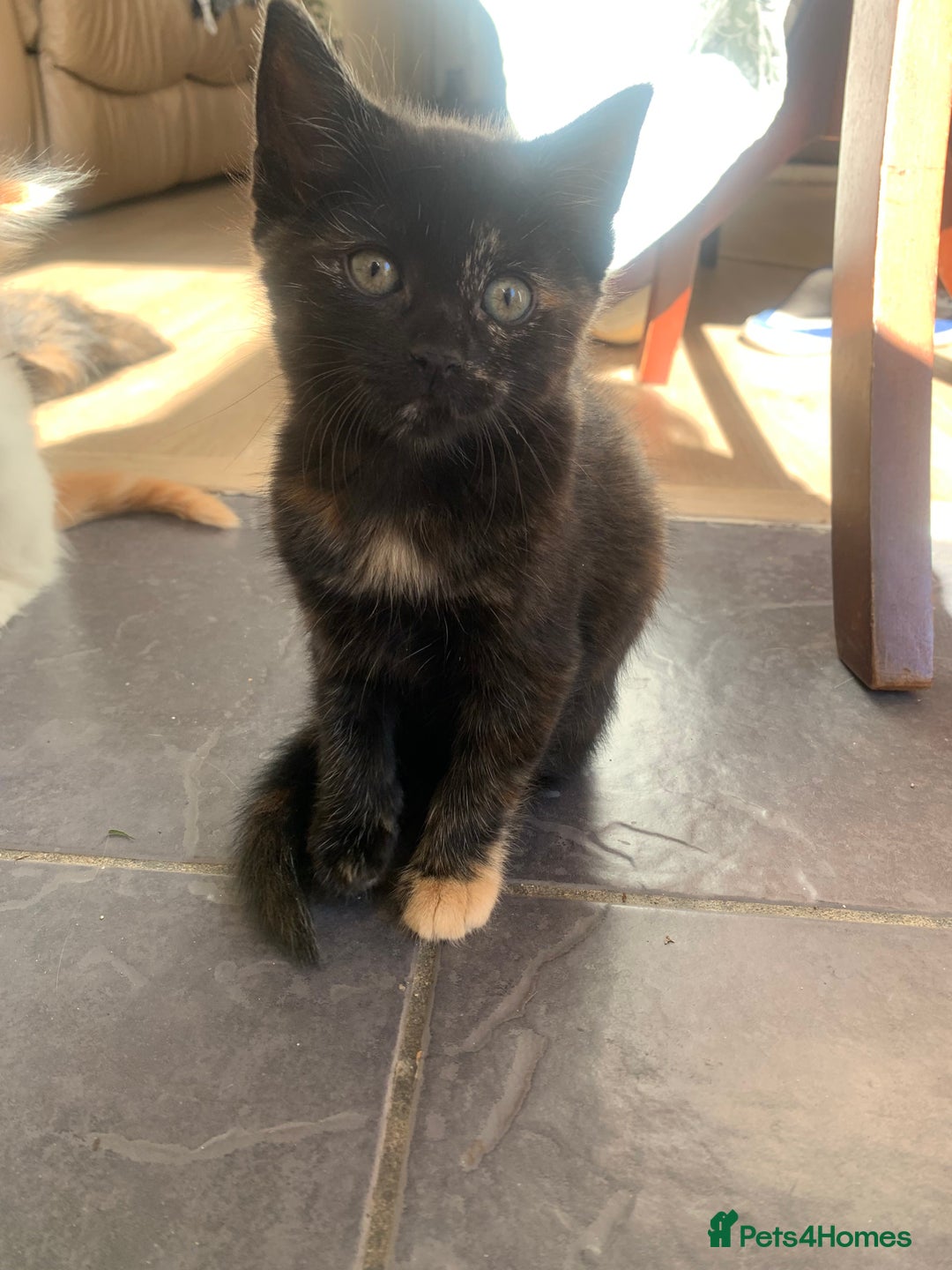 Mixed Breed cats for sale: Two girls and a boy Kuril bobtail mix - Image 21