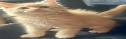 Ragdoll cats for sale: Full pedigree registered tica mink/sepia babies  - Advert 9