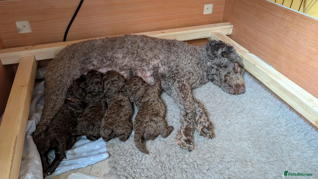 Spanish Water Dog dogs for sale: Beautiful Spanish Water Dog Puppies in Loughborough - Advert 1