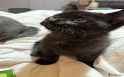 Bombay cats for sale: kittens, 2 left. - Image 3