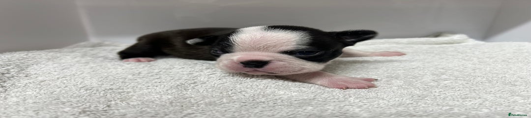 Boston Terrier Puppy 4