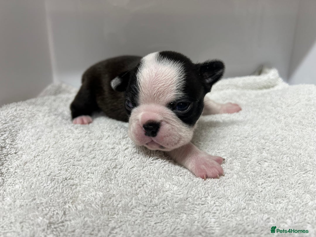 Boston Terrier dogs for sale: Champ bloodline (KC) Boston Terrier pups 💕 - Image 4