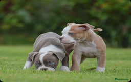 Old Tyme Bulldog dogs for sale: 5⭐️RATED, LICENSED. 23 YEARS EXPERIENCE  - Image 9