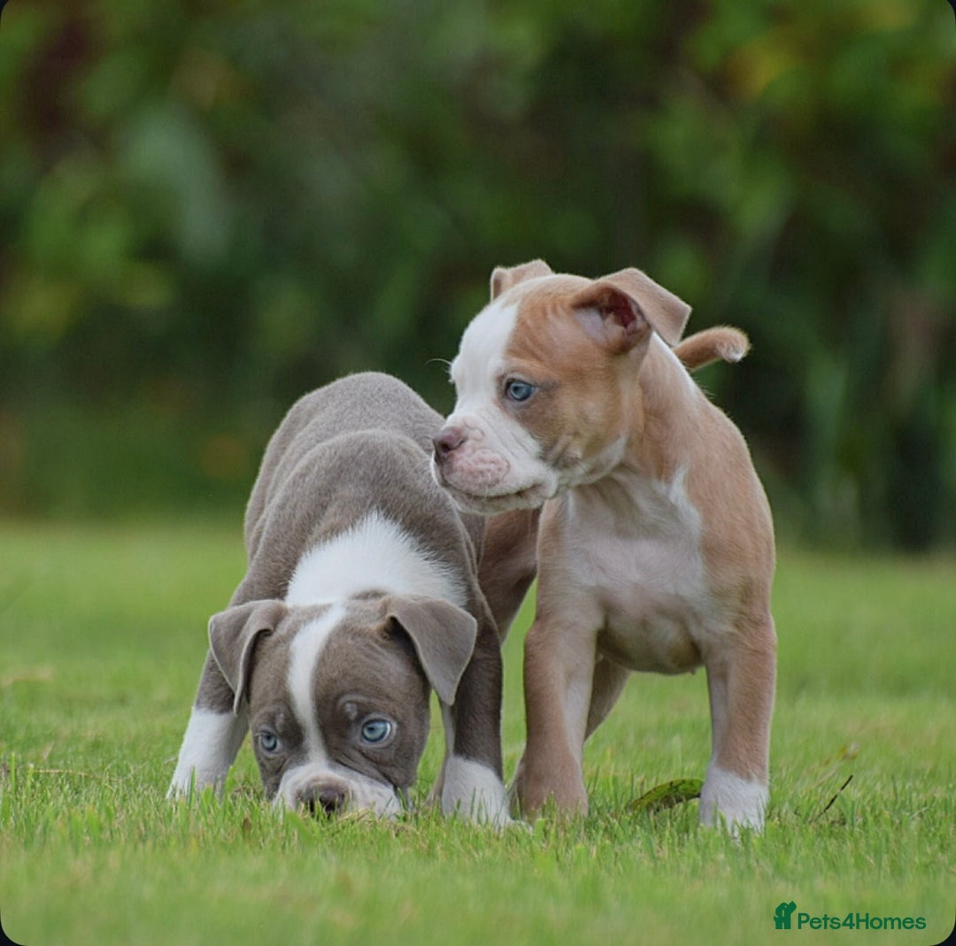 Old Tyme Bulldog dogs for sale: 5⭐️RATED, LICENSED. 23 YEARS EXPERIENCE  - Image 9