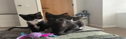 Domestic Shorthair cats for sale: Kittens for sale in Dunstable - Advert 1