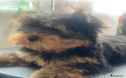 Yorkshire Terrier dogs for sale: KC Pure breed yorkshire terrier - Image 2