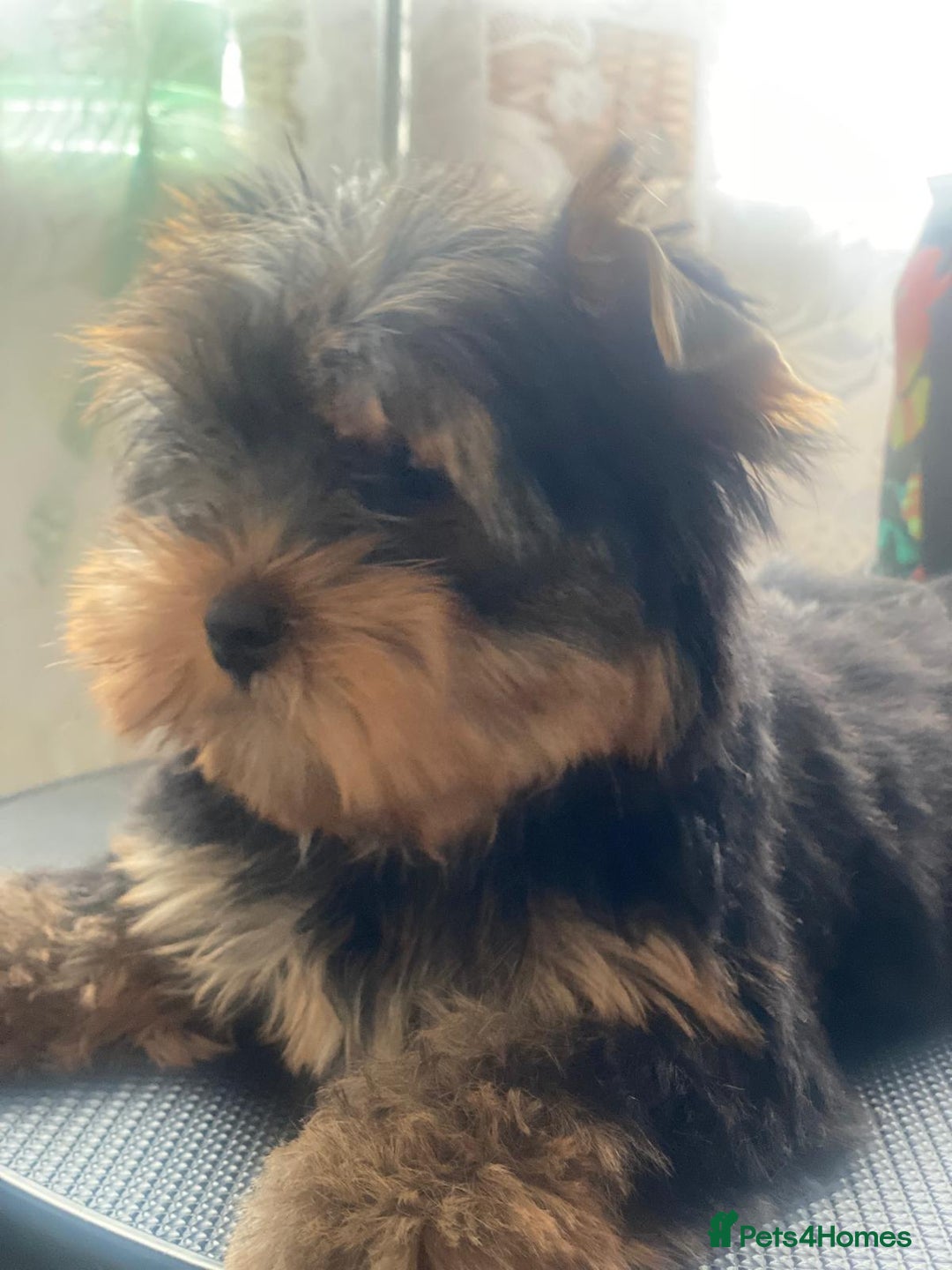 Yorkshire Terrier dogs for sale: KC Pure breed yorkshire terrier - Image 2