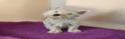 West Highland Terrier dogs for sale: Beautiful Westie boys  - Advert 2