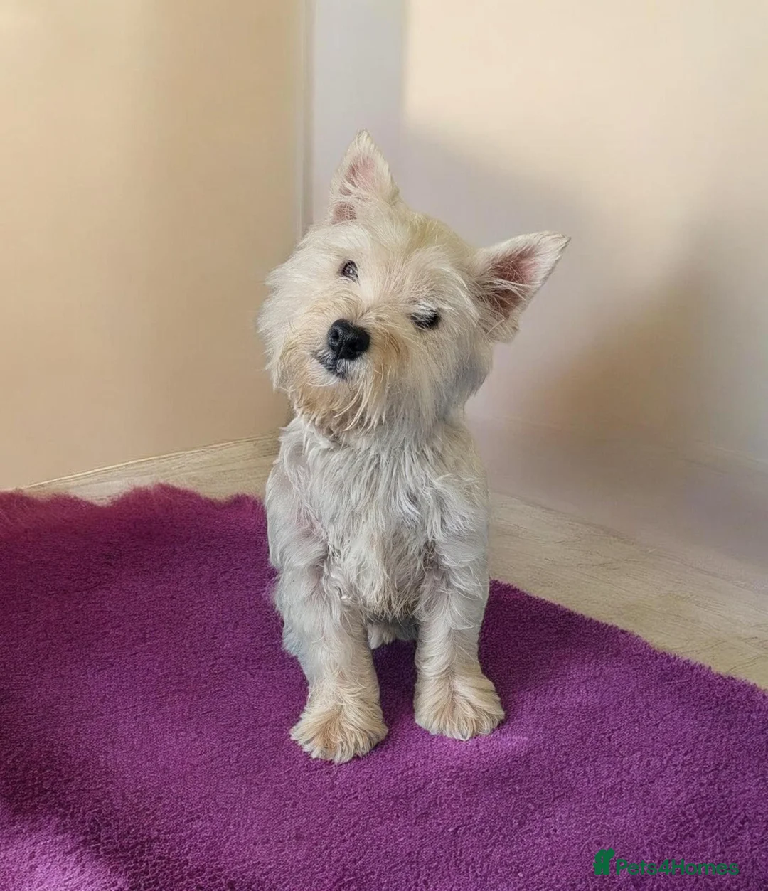 West Highland Terrier dogs for sale: Beautiful Westie boys  - Advert 2