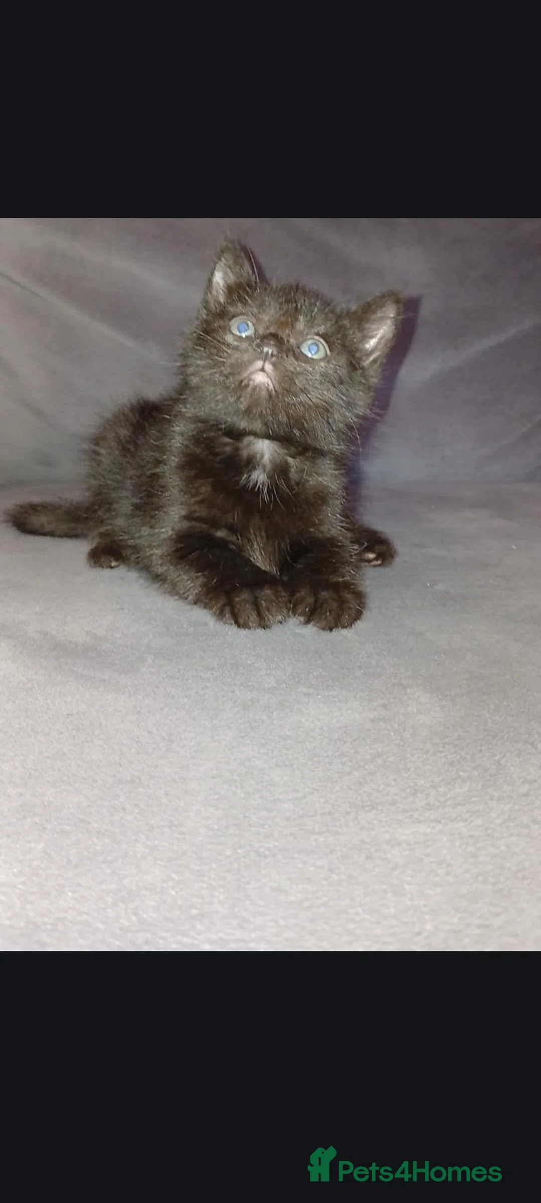 Mixed Breed cats for sale: 2 male cats - Advert 2