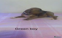 Staffordshire Bull Terrier dogs for sale: Beautiful coloured staffies - Image 13