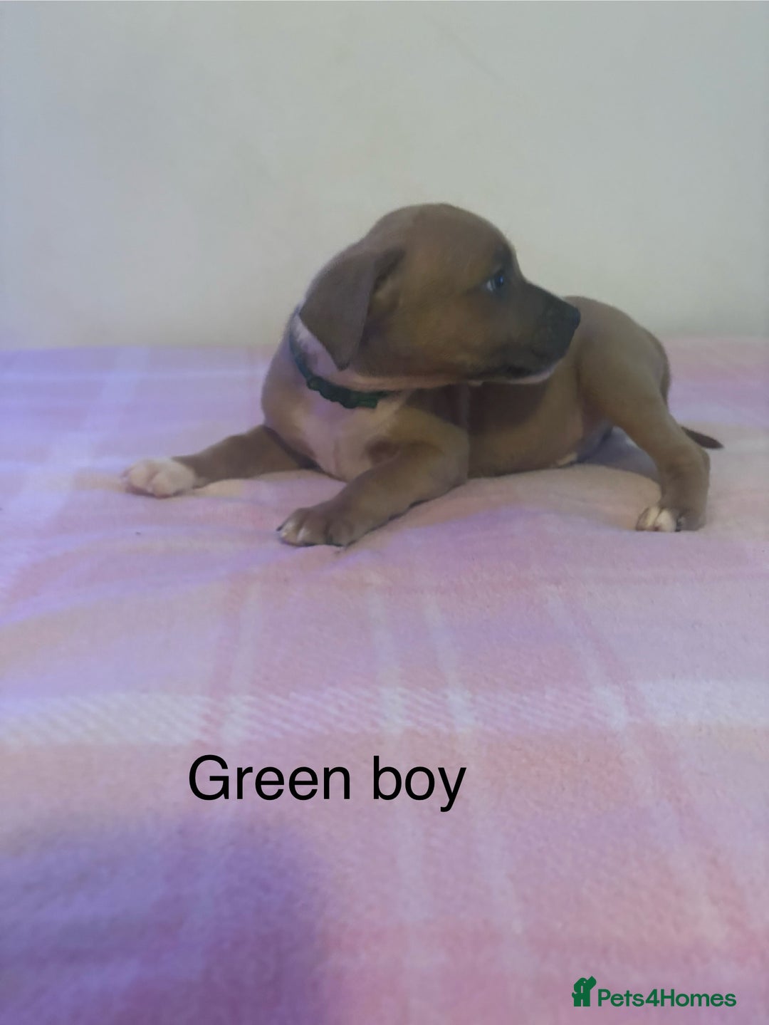 Staffordshire Bull Terrier dogs for sale: Beautiful coloured staffies - Image 13