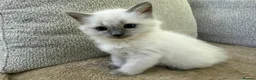 Ragdoll cats for sale: 3 Cute Ragdoll Kittens (Discounts available) - Advert 20