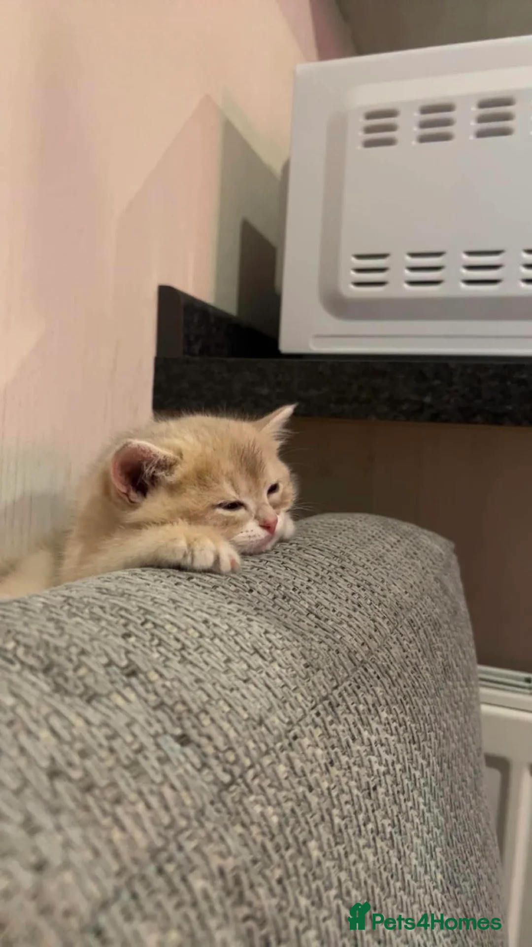 British Shorthair cats for sale: British shorthair female kitten - Advert 8