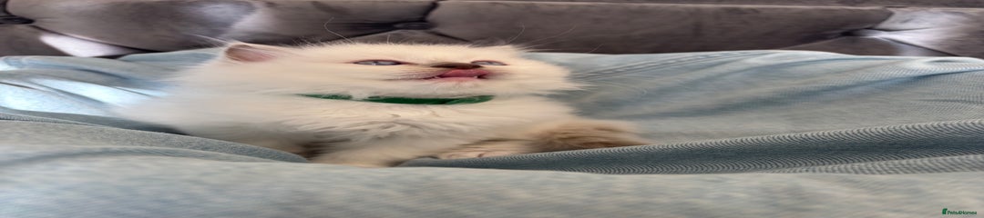 Ragdoll Kitten 4