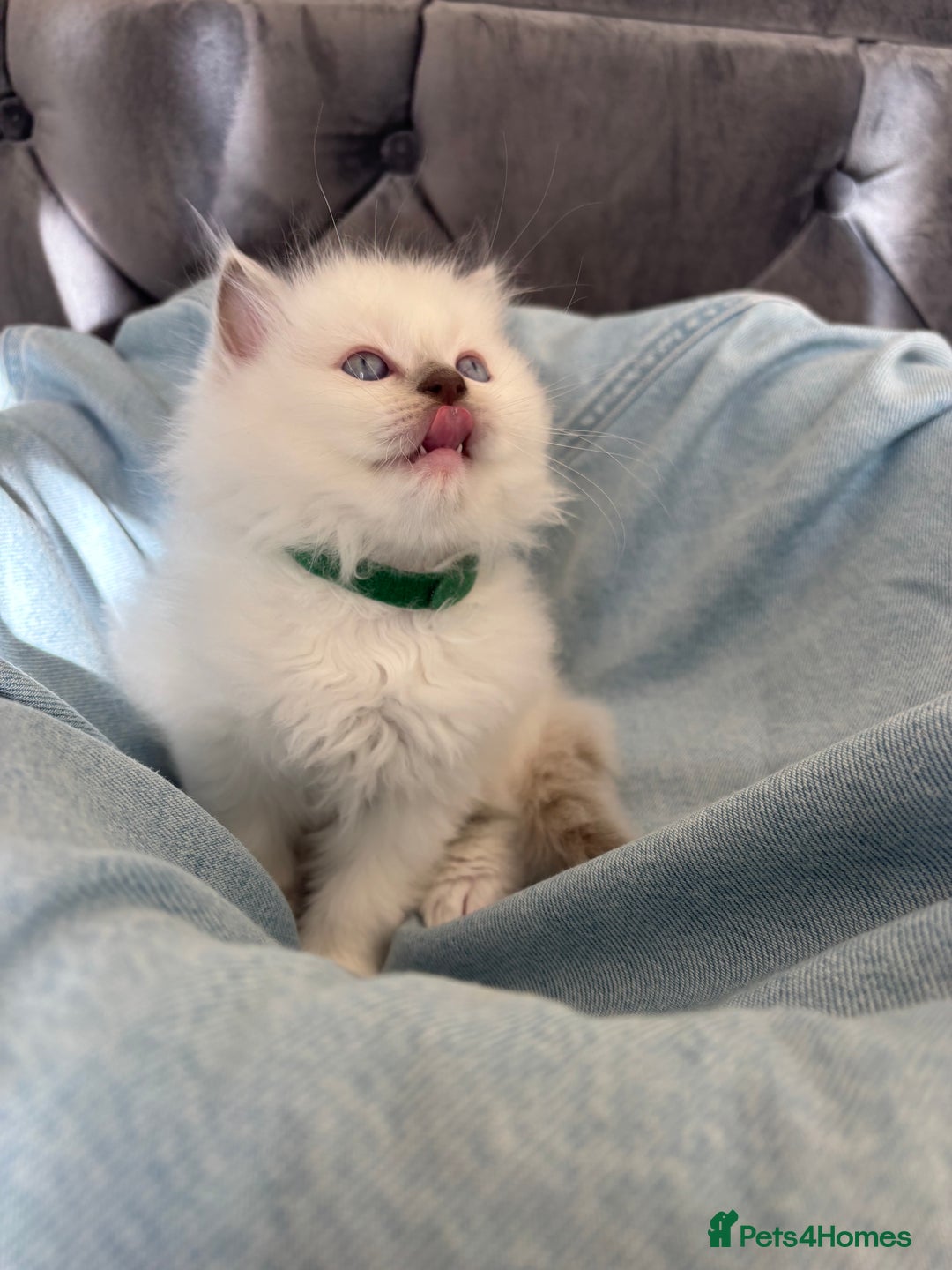 Ragdoll cats for sale: Perfect little blue point Ragdoll girls x5 - Image 12