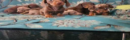 Miniature Dachshund dogs for sale: Miniature dachshund - Advert 7