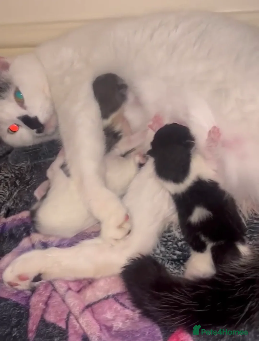 Mixed Breed cats for sale: Kittens for sale  - Advert 2