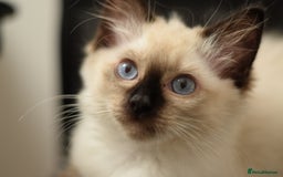 Ragdoll cats for sale: Ragdoll Crystal chocolate point female  - Image 7