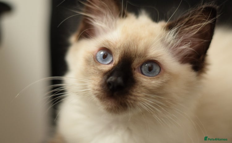 Ragdoll cats - Advert 2