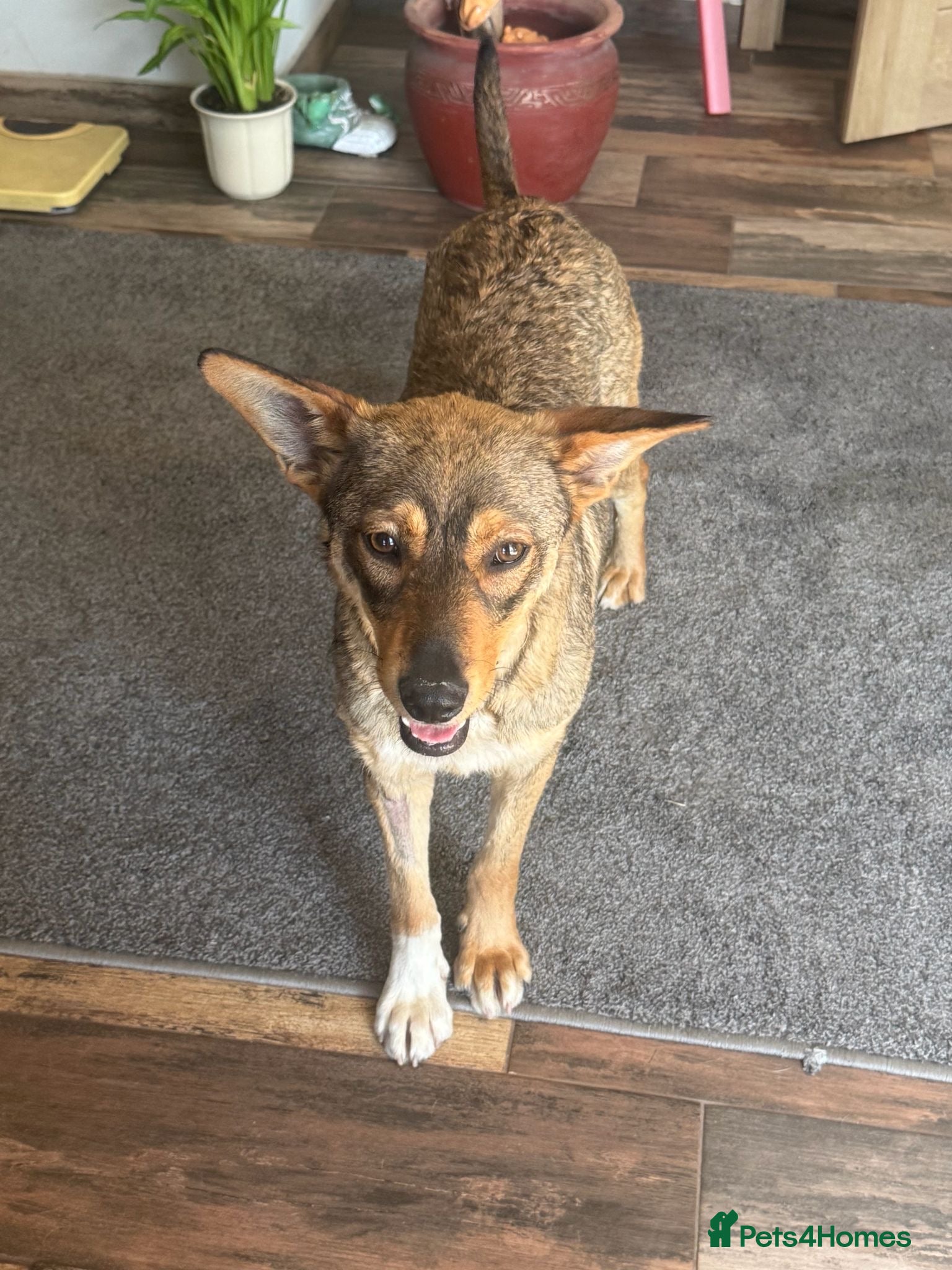 Mixed Breed dogs Cute Bella looking for LOVE - Advert 6