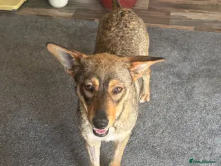 Mixed Breed dogs Cute Bella looking for LOVE - Advert 6