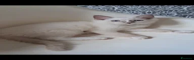 Ragdoll 4