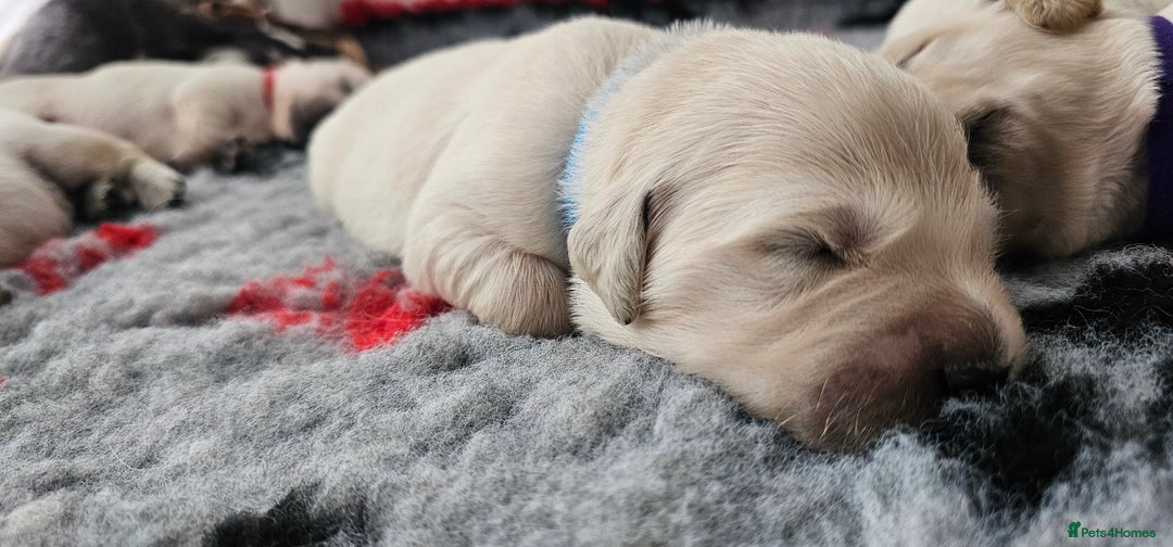 Golden Retriever dogs for sale: Golden Retriever Puppies - you will Fall in love  - Image 18
