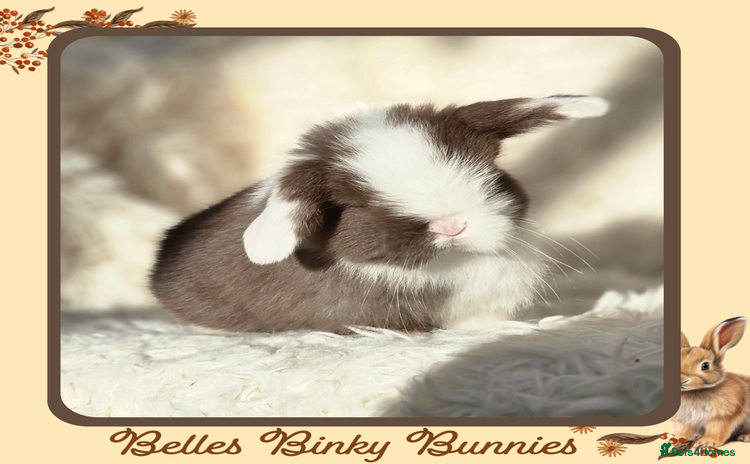 Mini Lop rabbits - Advert 1