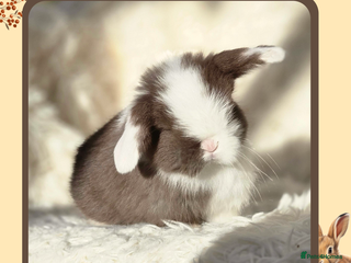 Mini Lop rabbits - Advert 1
