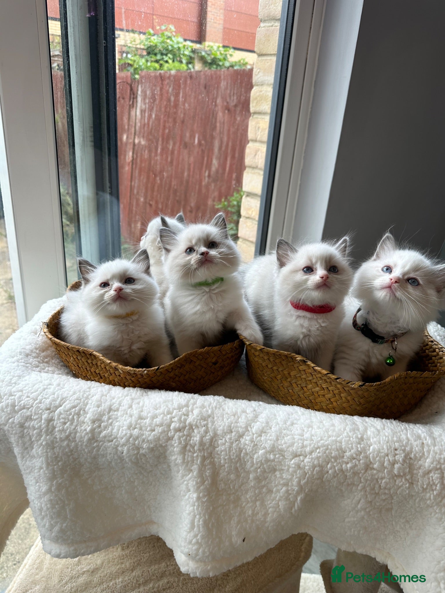 Ragdoll cats  TICA Quality Beautiful ragdoll kittens 😻🌟 - Advert 15