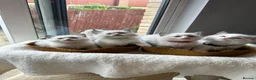 Ragdoll cats for sale:  TICA Quality Beautiful ragdoll kittens 😻🌟 - Advert 16