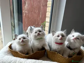 Ragdoll cats TICA Quality Beautiful ragdoll kittens 😻🌟 - Advert 15