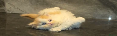 Scottish Fold Kitten 5