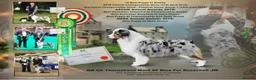 Australian Shepherd dogs for sale: Australian shepherd Black Tri Male Puppy - Advert 10