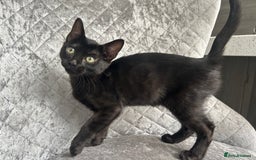Bengal cats for sale: Two adorable Blue/Melanistic Bengal Kittens TICA  in Benfleet - Image 14