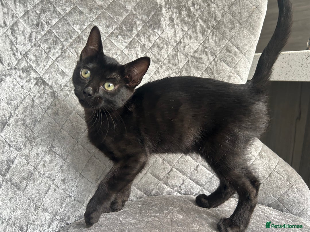 Bengal cats for sale: Two adorable Blue/Melanistic Bengal Kittens TICA  in Benfleet - Image 14