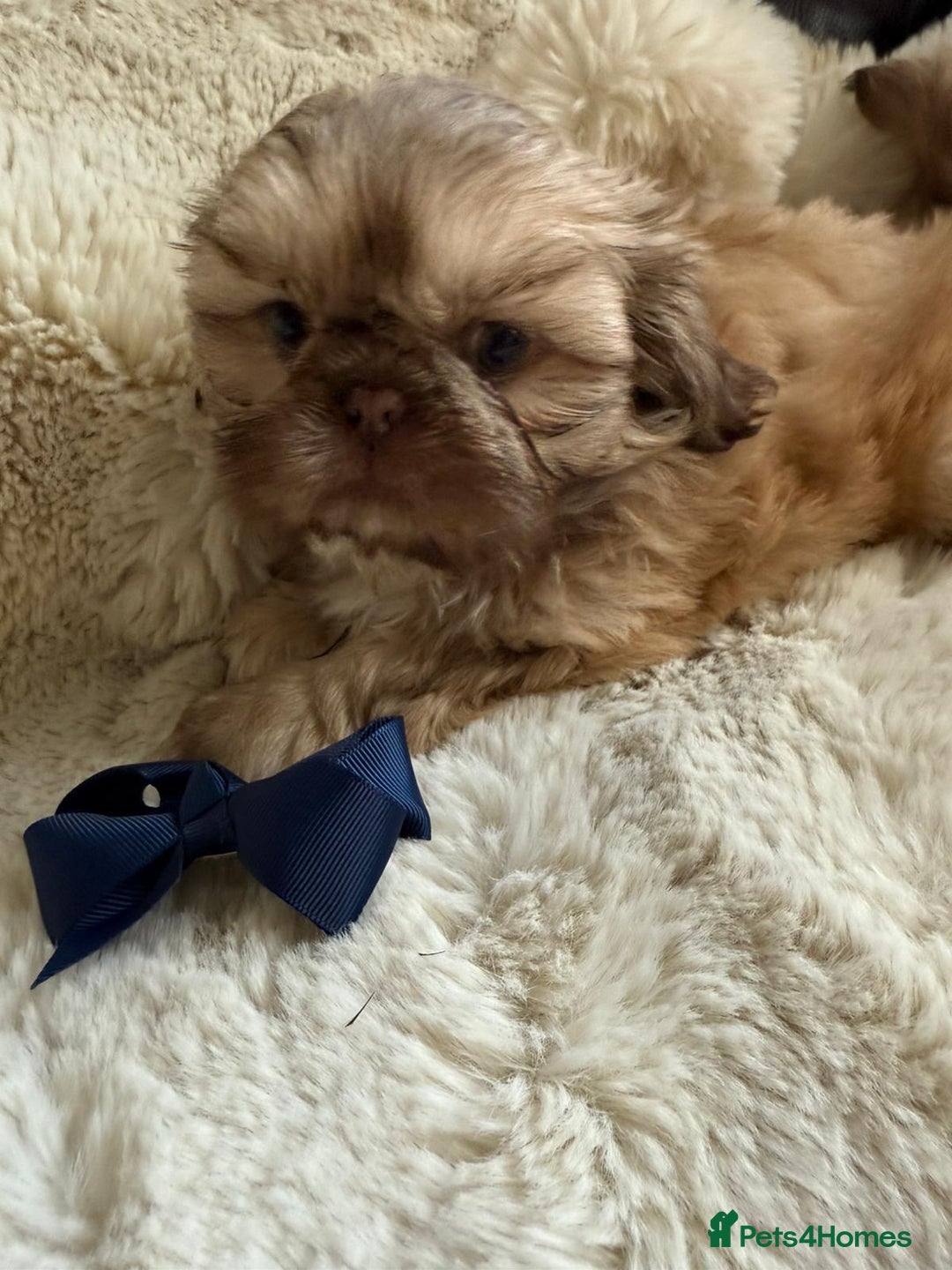 Shih Tzu dogs for sale: 4 imperial shih Tzu beautiful boys  - Image 19