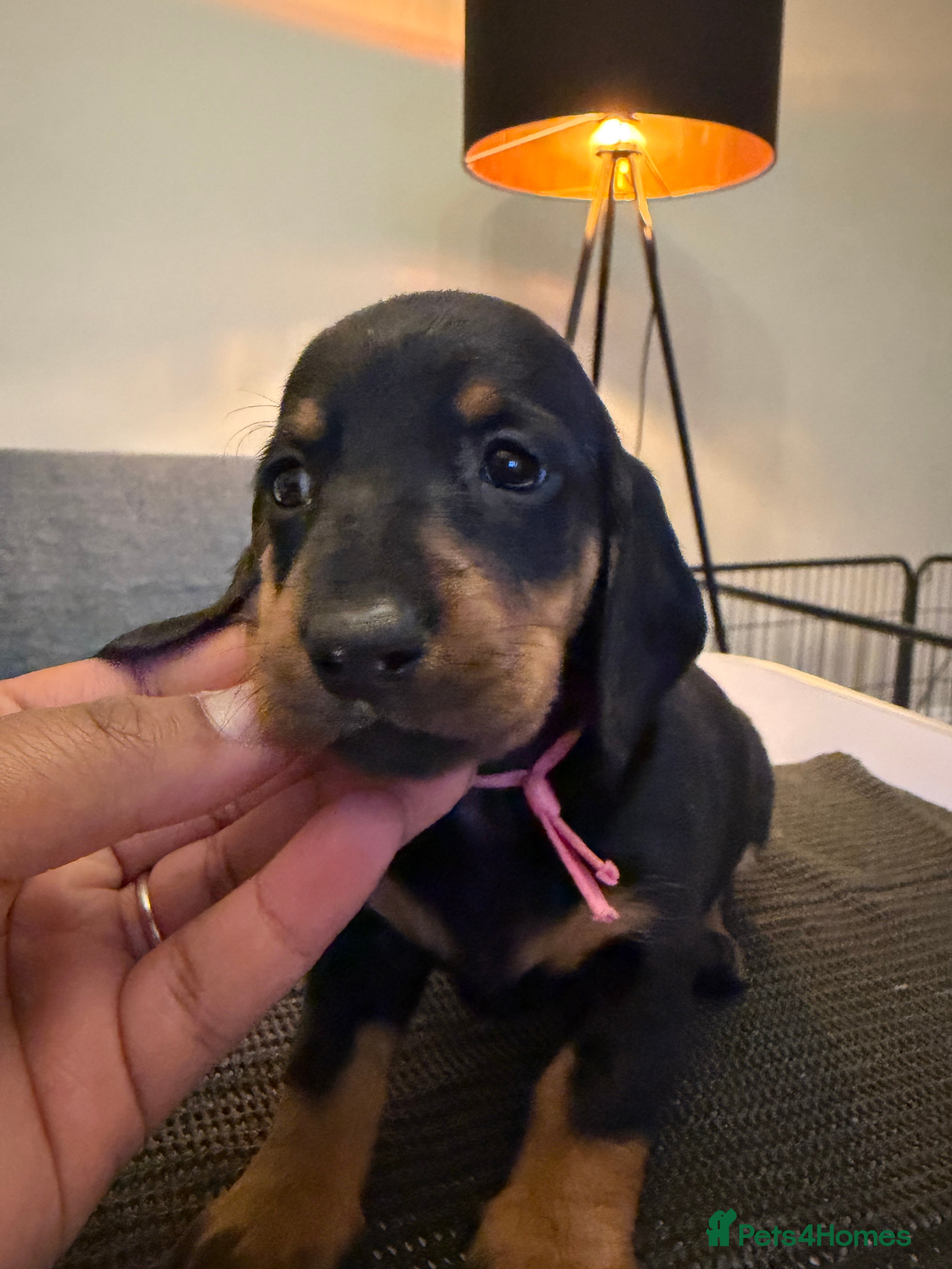 Dachshund dogs for sale: Champion Sired Standard Smooth puppies  - Advert 2