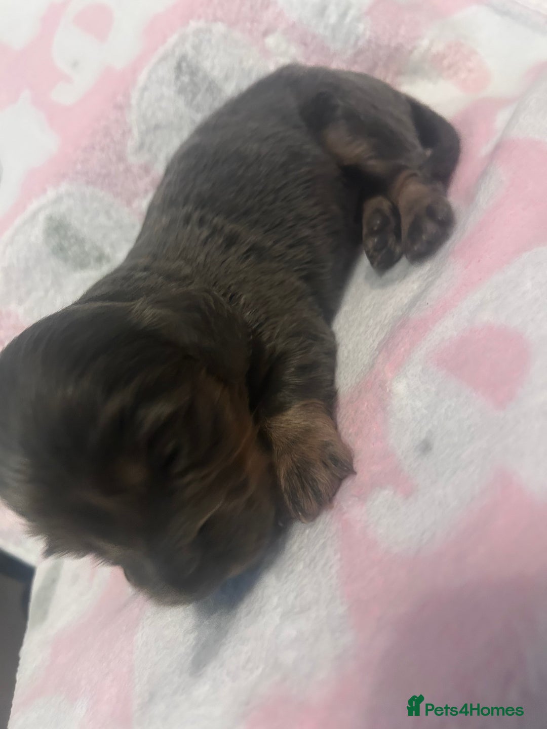Dachshund dogs for sale: mini dachshunds 🐶 💚 - Advert 6