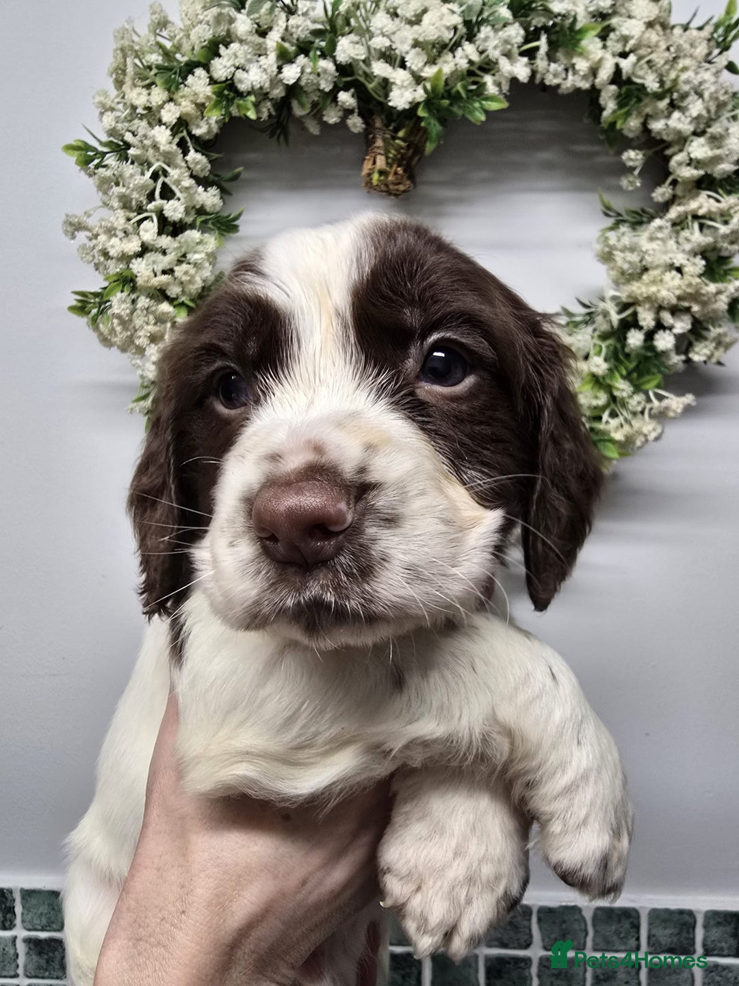 Sprocker dogs for sale: Sprocker Puppies - Advert 22