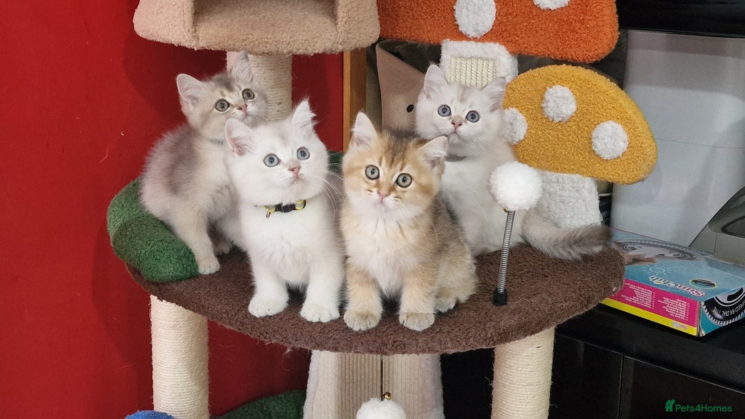 British Shorthair cats for sale: British shorthair kittens  - Image 23