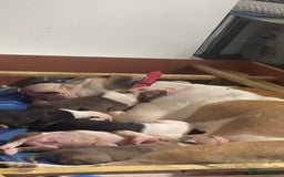 American Bulldog dogs for sale: American Bulldog pups - Image 6