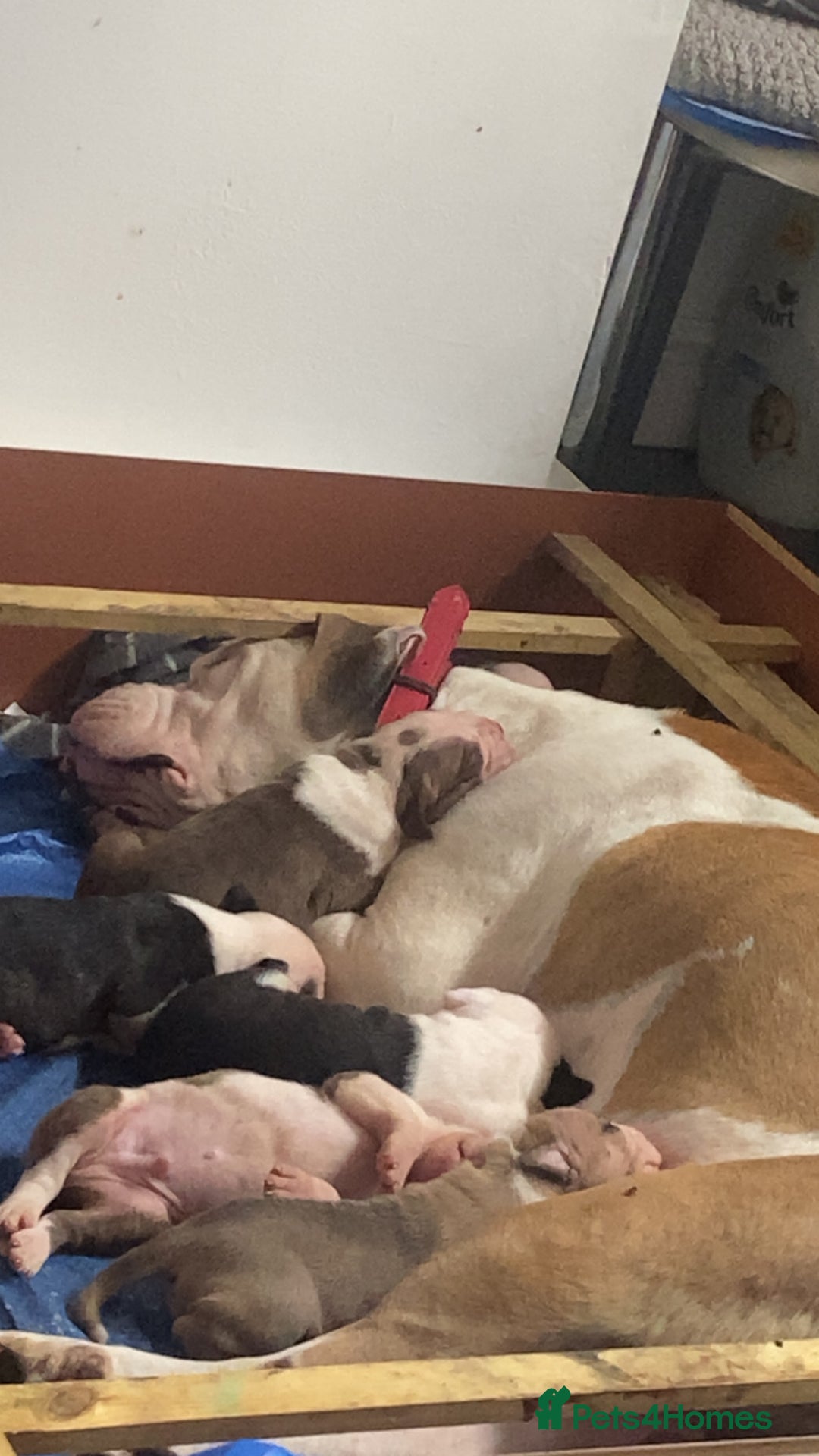 American Bulldog dogs for sale: American Bulldog pups - Image 6