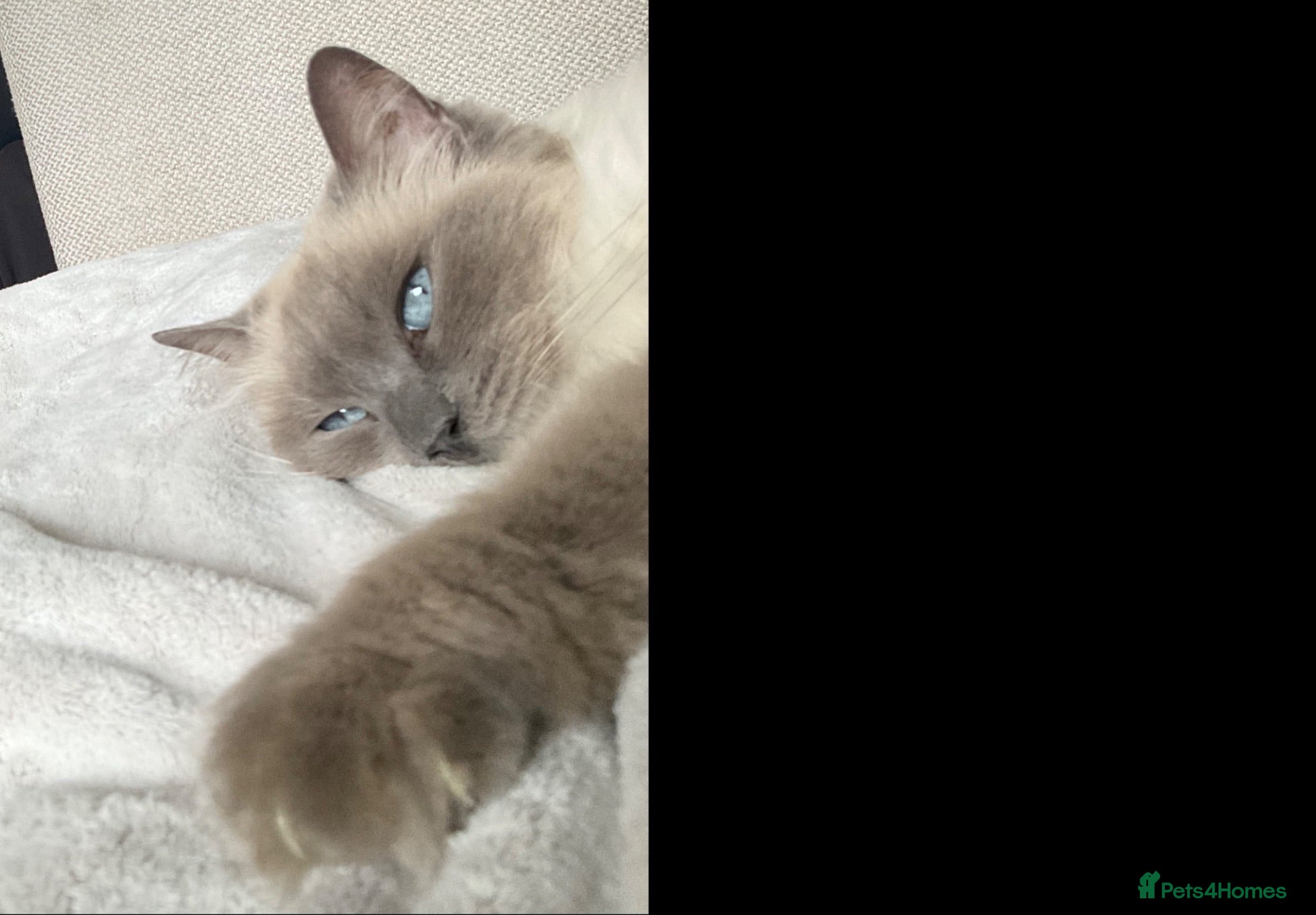 Ragdoll cats Beautiful Ragdoll_type male kittens - Advert 1